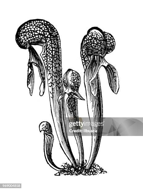 botany plants antique engraving illustration: darlingtonia californica, california pitcher plant, cobra lily, cobra plant - california poppies stock illustrations