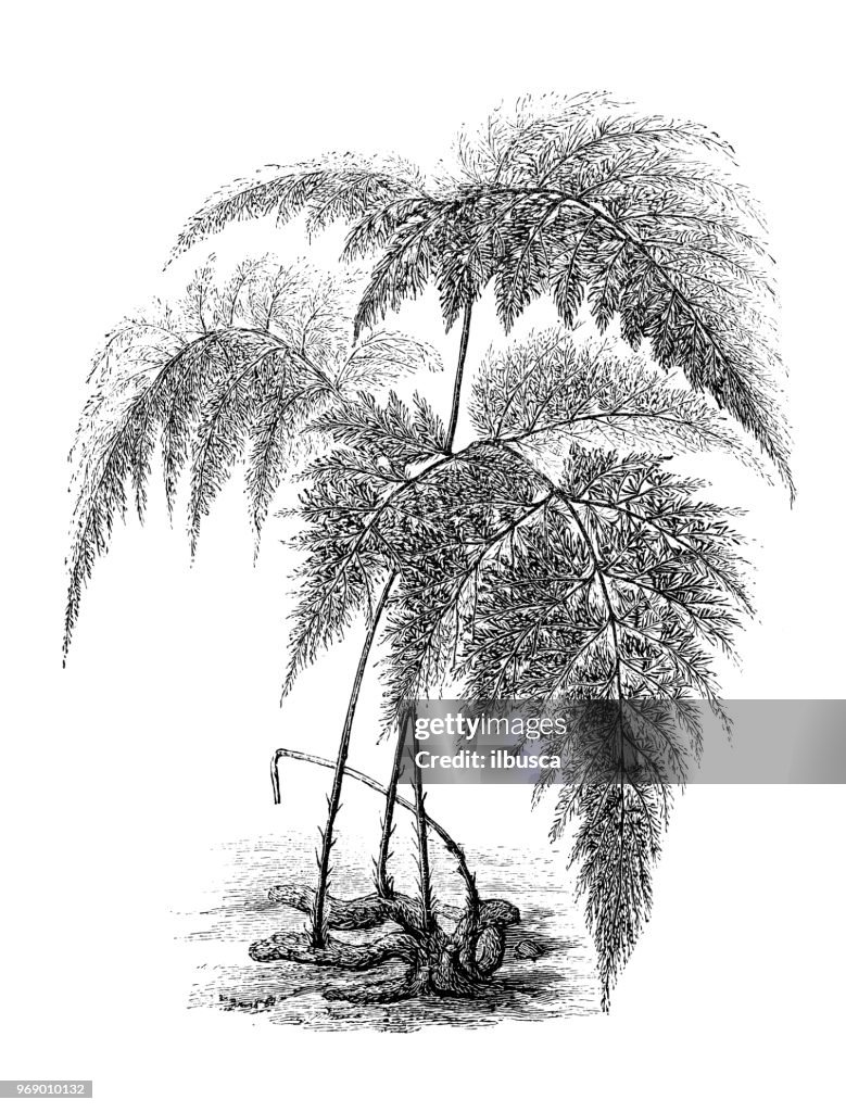 Botany plants antique engraving illustration: Davallia fejeensis