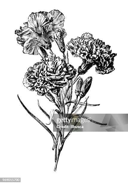 ilustraciones, imágenes clip art, dibujos animados e iconos de stock de botánica plantas antigua ilustración de grabado: dianthus caryophyllus, clavel, clavo de olor rosado - carnation flower