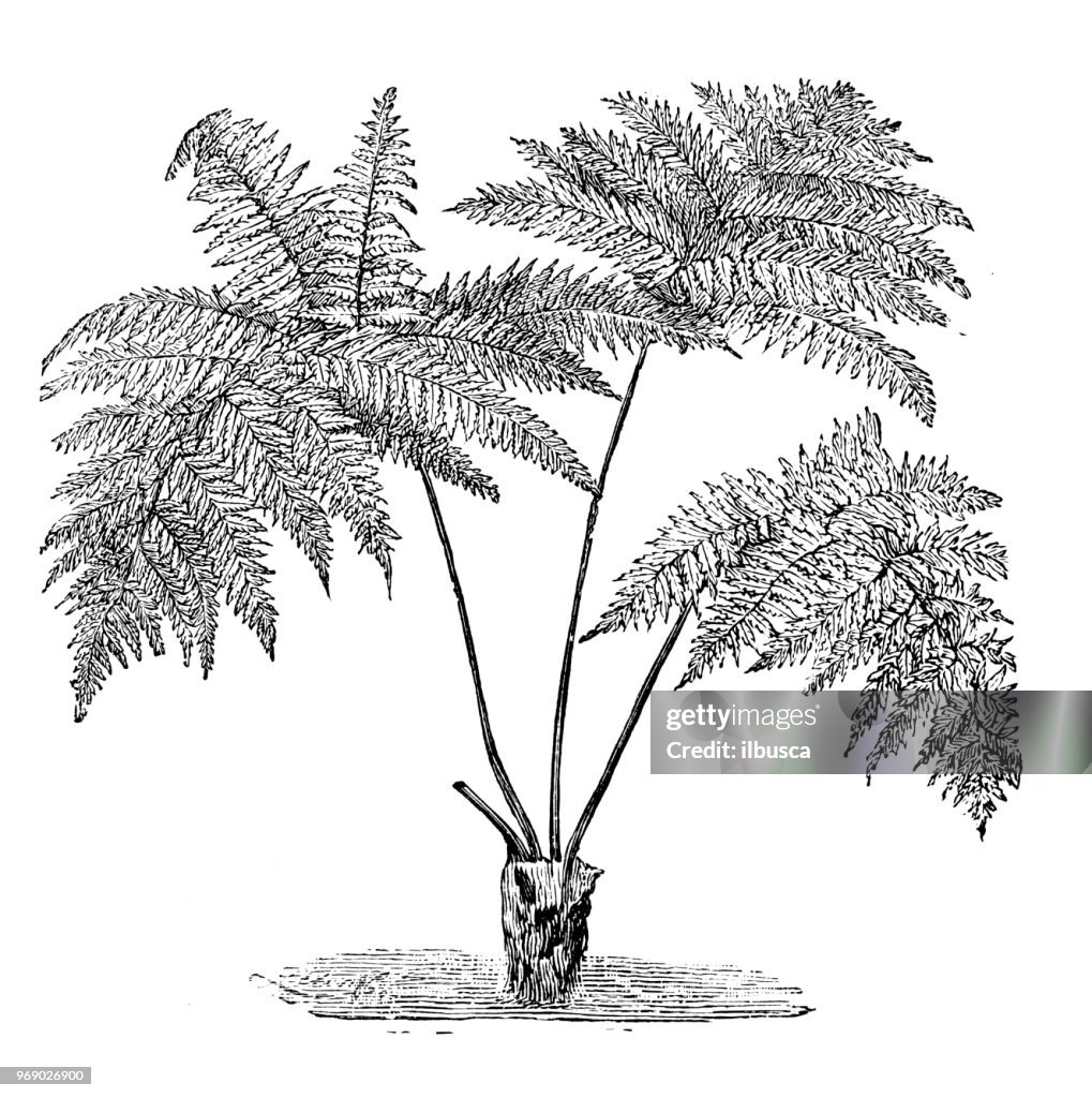 Botany plants antique engraving illustration: Cibotium menziesii, dicksonia menziesii