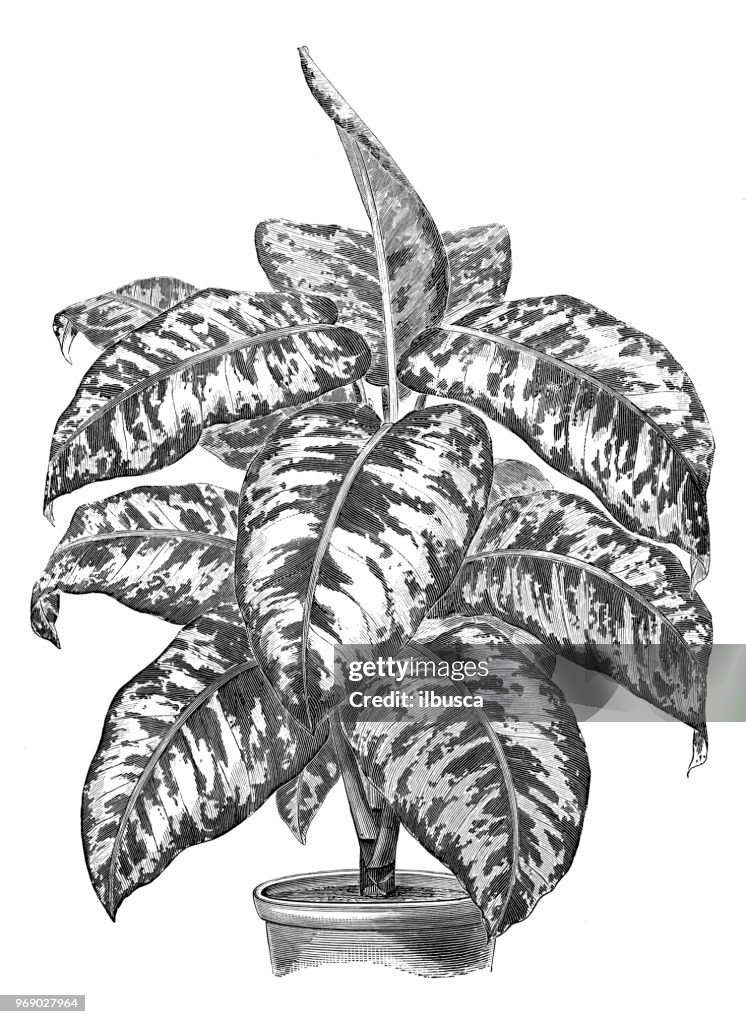 Botany plants antique engraving illustration: dieffenbachia carderi