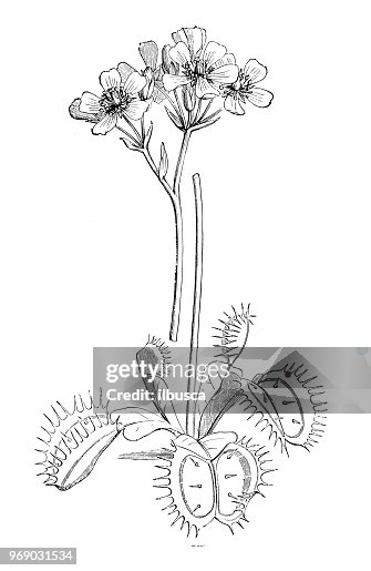 植物學植物古董雕刻插圖: 金星蠅, 捕蠅草 植物學植物古董雕刻插圖: 金星蠅, 捕蠅草