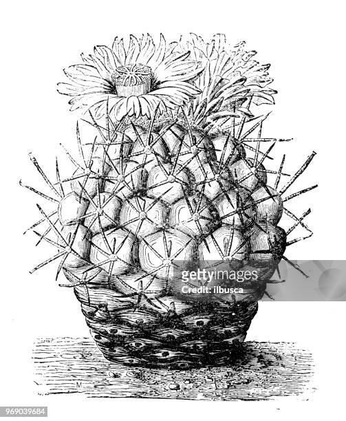 botany plants antique engraving illustration: echinocactus hexaedrophorus, thelocactus hexaedrophorus - echinocactus stock illustrations