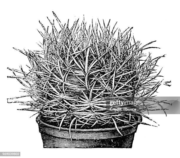 botany plants antique engraving illustration: echinocactus le contei - echinocactus stock illustrations