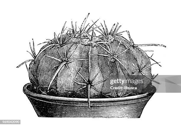 botany plants antique engraving illustration: echinocactus texensis - echinocactus stock illustrations