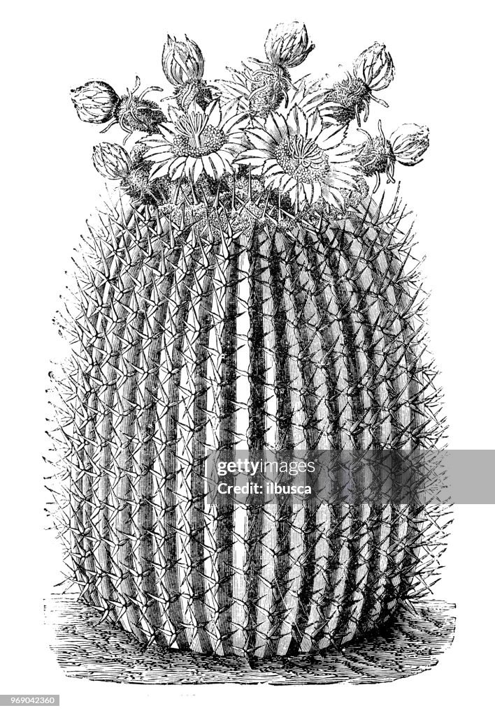 Botany plants antique engraving illustration: Echinocactus viznaga, Echinocactus platyacanthus