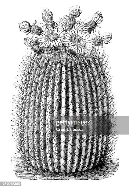 botany plants antique engraving illustration: echinocactus viznaga, echinocactus platyacanthus - echinocactus stock illustrations