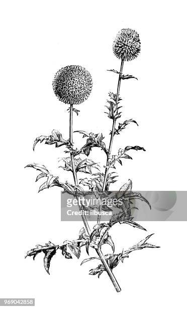 botany plants antique engraving illustration: echinops sphaerocephalus, glandular globe thistle - thistle stock illustrations