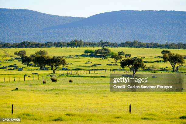 landscape in spain - dehesa stock pictures, royalty-free photos & images