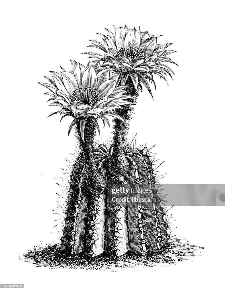 Botany plants antique engraving illustration: echinopsis decaisneanus