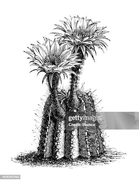 botany plants antique engraving illustration: echinopsis decaisneanus - barrel cactus stock illustrations