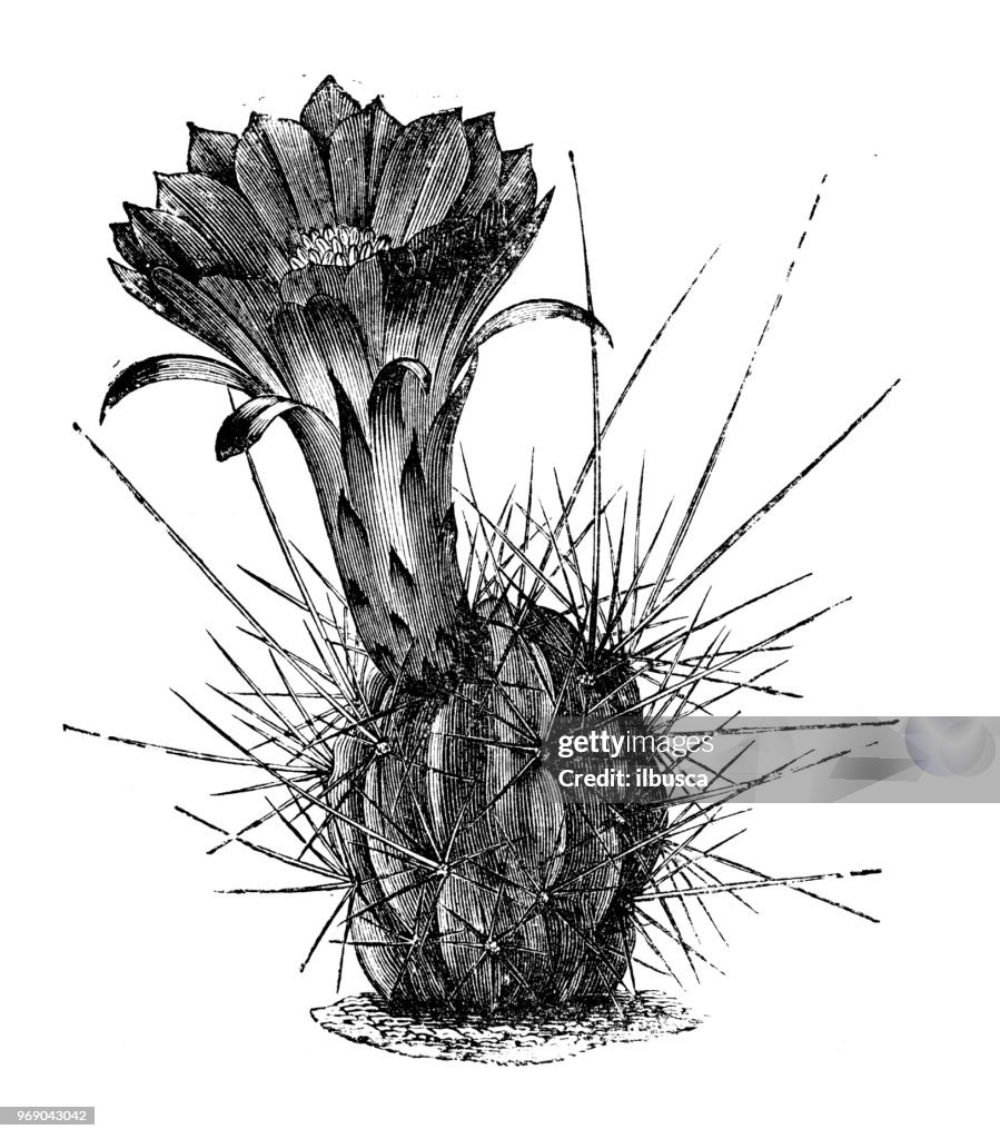Botany plants antique engraving illustration: echinopsis pentlandii