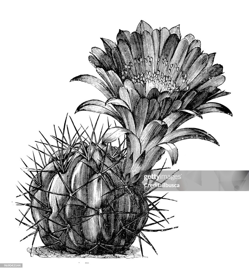 Botany plants antique engraving illustration: echinopsis pentlandii