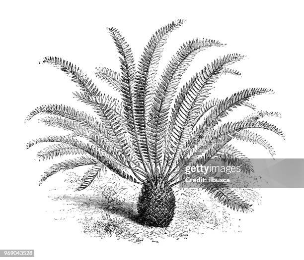 illustrazioni stock, clip art, cartoni animati e icone di tendenza di illustrazione di incisioni antiche di piante botaniche: encephalartos altensteinii, breadtree, broodboom, cycad gigante del capo orientale - cicadea