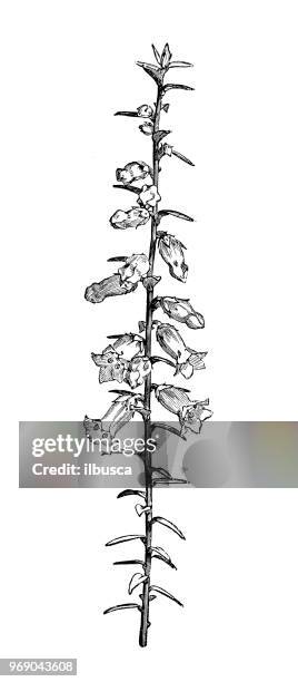 botany plants antique engraving illustration: epacris impressa, common heath - moor stock illustrations