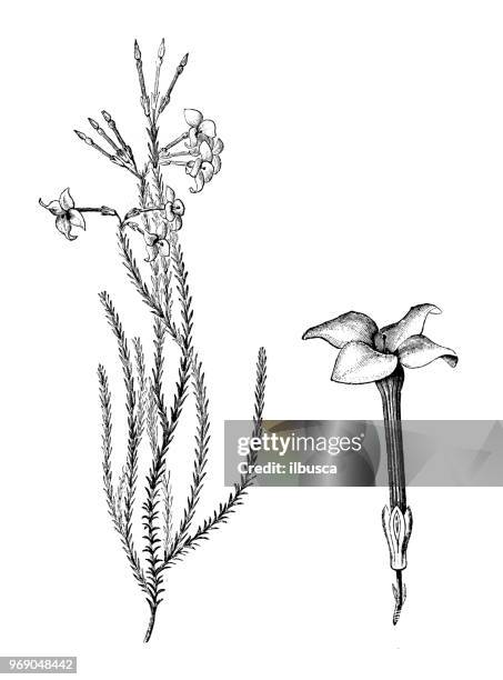 botany plants antique engraving illustration: erica aitonia - erica flower stock illustrations