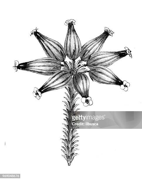 botanik pflanzen antik gravur abbildung: erica fairieana - etica stock-grafiken, -clipart, -cartoons und -symbole