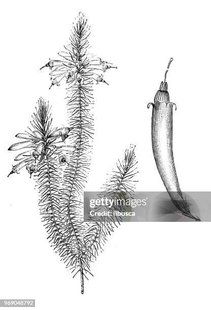 botany plants antique engraving illustration: erica grandiflora - erica flower stock illustrations