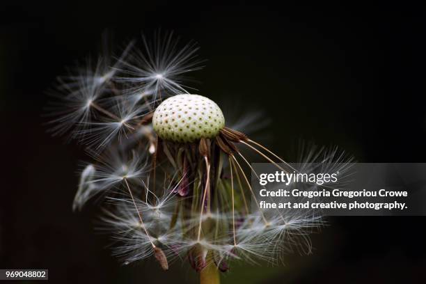 dandelion - gregoria gregoriou crowe fine art and creative photography foto e immagini stock