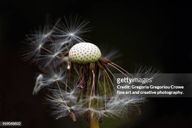 dandelion - gregoria gregoriou crowe fine art and creative photography. stock pictures, royalty-free photos & images