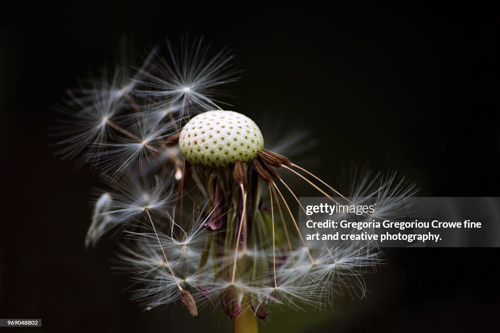 Dandelion