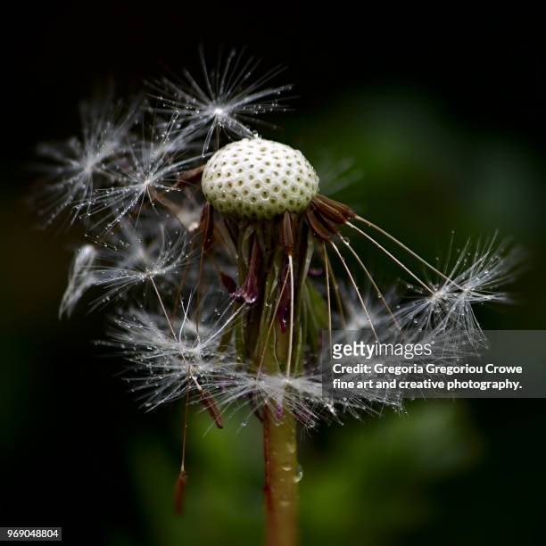 dandelion with dew - gregoria gregoriou crowe fine art and creative photography. imagens e fotografias de stock