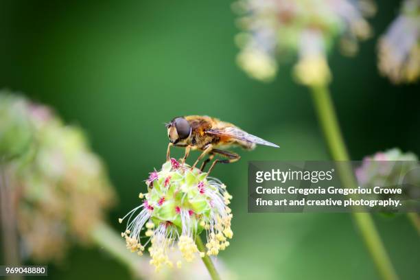 bee on flower - gregoria gregoriou crowe fine art and creative photography. imagens e fotografias de stock