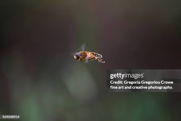 bee in flight (hovering) - gregoria gregoriou crowe fine art and creative photography - fotografias e filmes do acervo