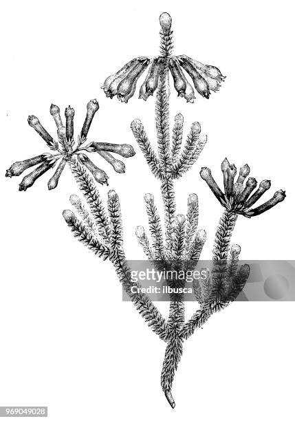 botany plants antique engraving illustration: erica massonii - erica flower stock illustrations