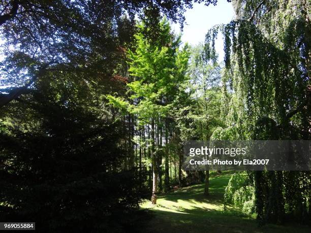 wonderful german forest with sunshine - ela2007 fotografías e imágenes de stock