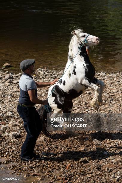 Man controls a horse as he washes it on the banks of the River Eden on the opening day of the annual Appleby Horse Fair, in the town of...