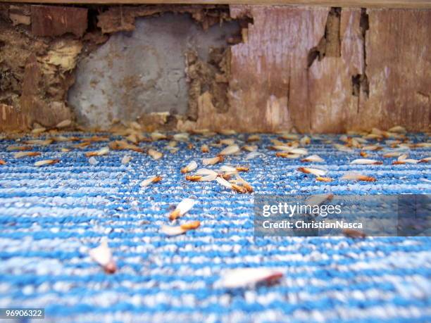 damage caused by termites (series) - damaged carpet stock pictures, royalty-free photos & images