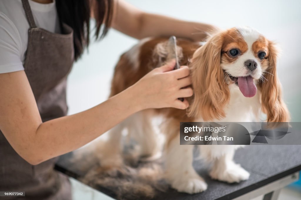 Un groomer del perro mujer chino la preparación de un perro Cavalier King Charles Spaniel