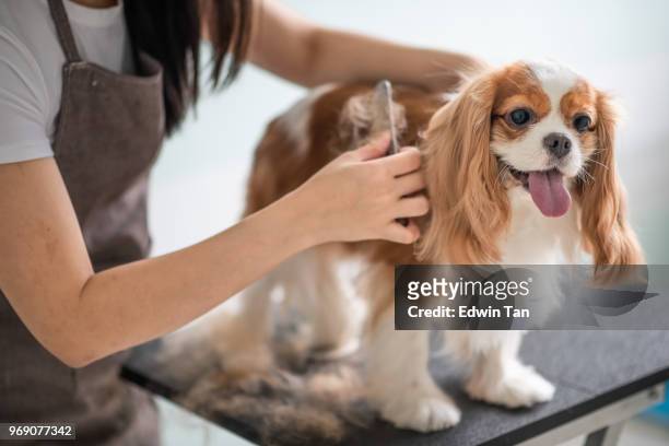 um groomer chinesa cadela enfeitando um cachorro cavalier king charles spaniel - pele de animal pele - fotografias e filmes do acervo