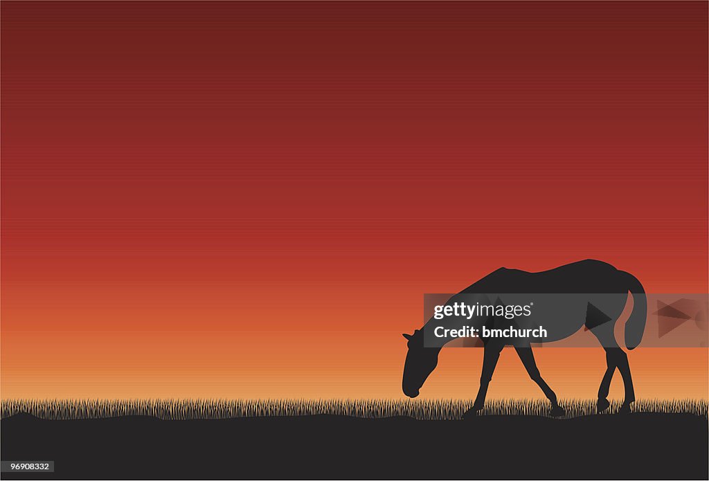 Pferd bei Sonnenuntergang