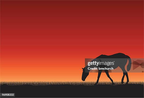 pferd bei sonnenuntergang - horse grazing stock-grafiken, -clipart, -cartoons und -symbole