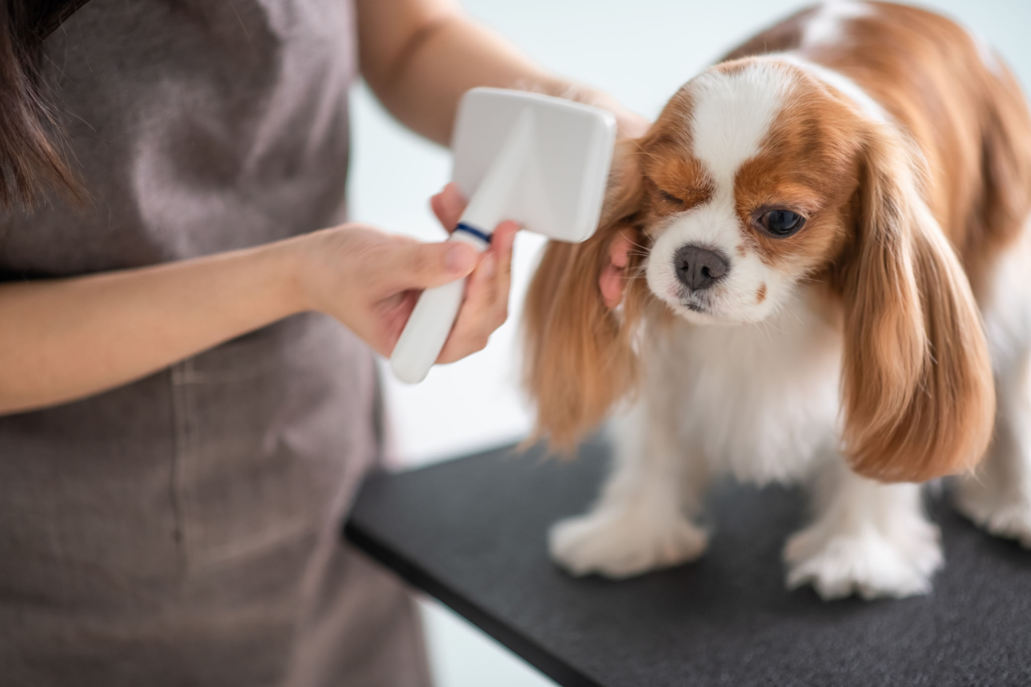 clean grooming service