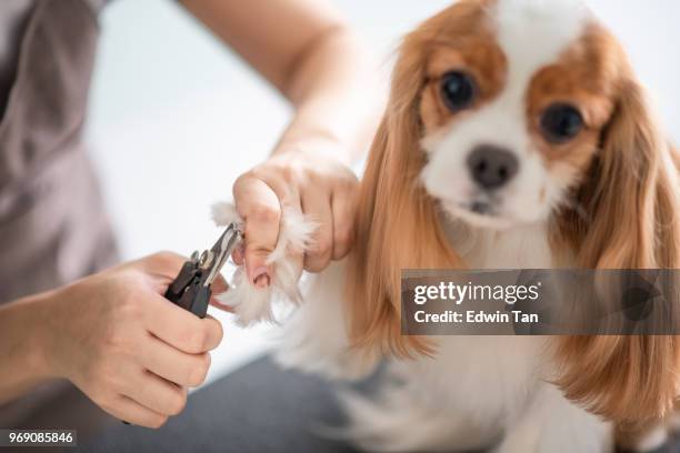 a chinese female dog groomer grooming a cavalier king charles spaniel dog - groomer stock pictures, royalty-free photos & images