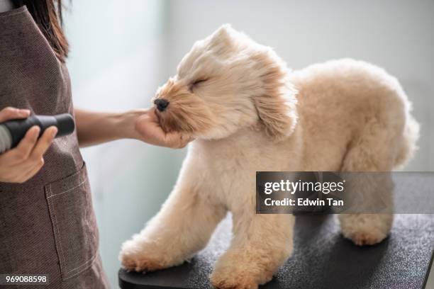 asiatische chinesische weibliche hundefriseur mit schürze pflege und föhnen einen braune farbe spielzeug pudelhund - blow drying hair stock-fotos und bilder