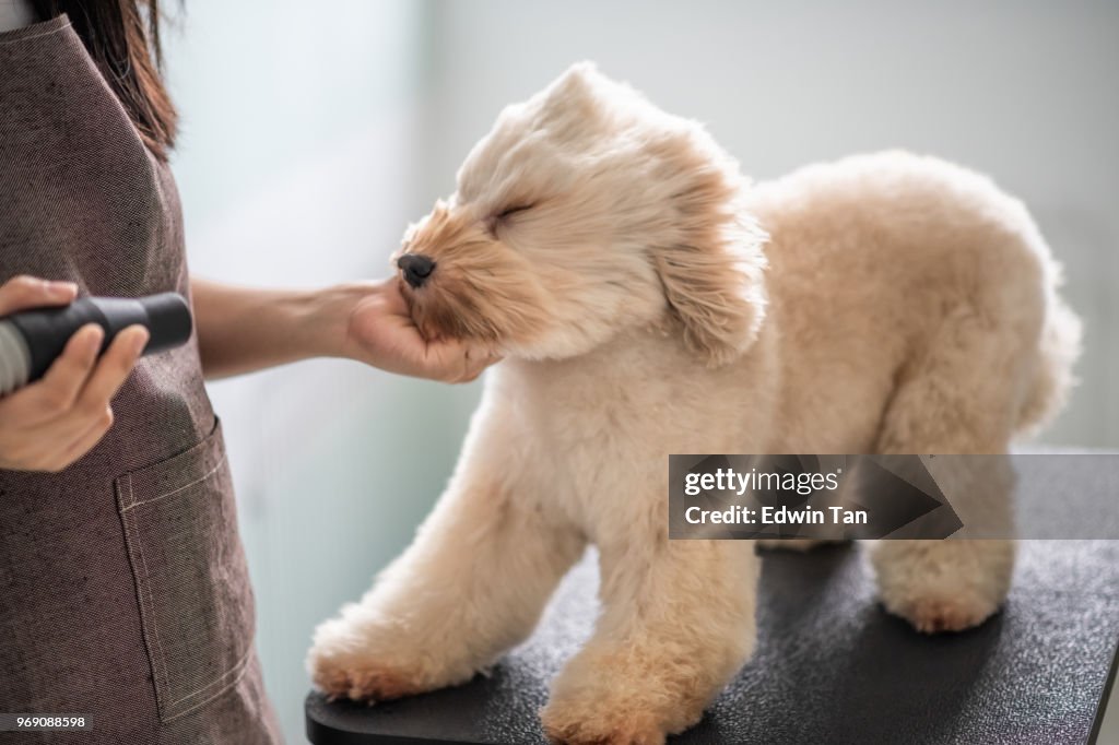 Asiático chinês feminino de estimação aparador de barba com avental aliciamento e secar um cão poodle toy de cor marrom