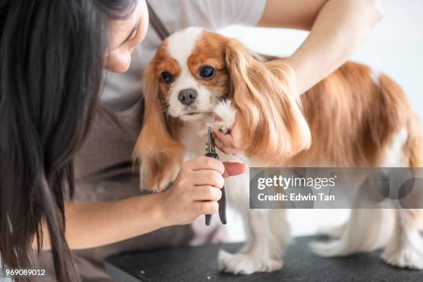 en kinesisk kvinna hund groomer grooming en cavalier king charles spaniel hund - nagelklippare bildbanksfoton och bilder