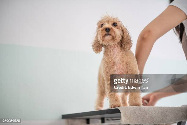 asian chinese female pet groomer with apron grooming a brown color toy poodle dog - toy poodle stock pictures, royalty-free photos & images