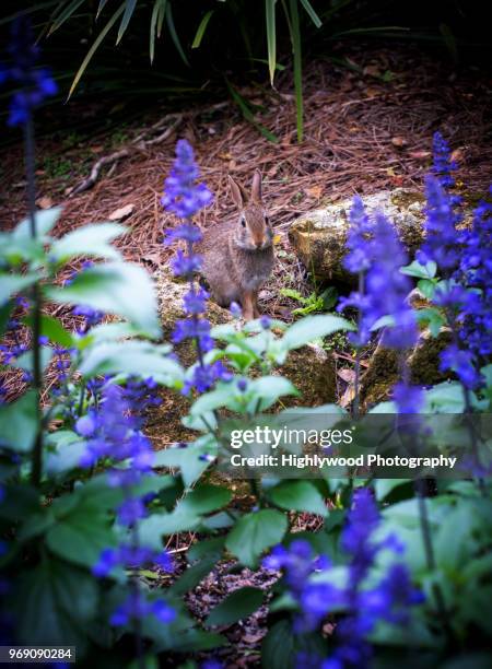 purple flowers and... bunny! - highlywood stock-fotos und bilder