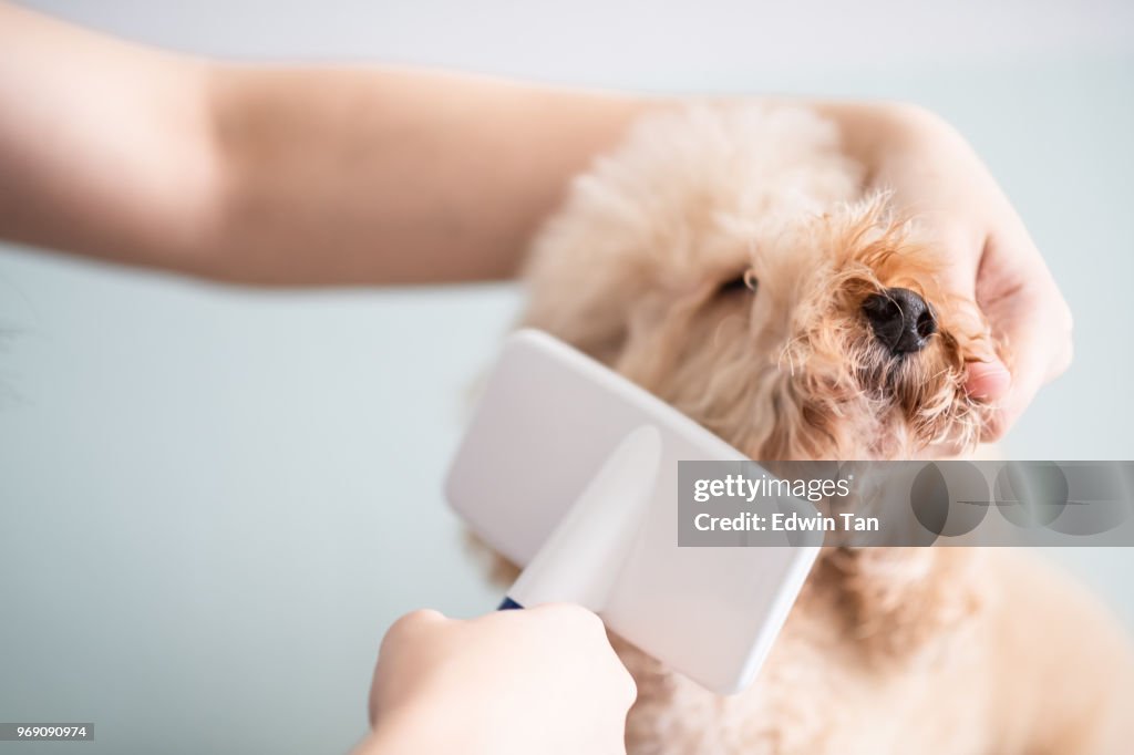 Asiático chino femenino mascotas maquinilla con delantal de aseo de un perro de caniche toy de color marrón