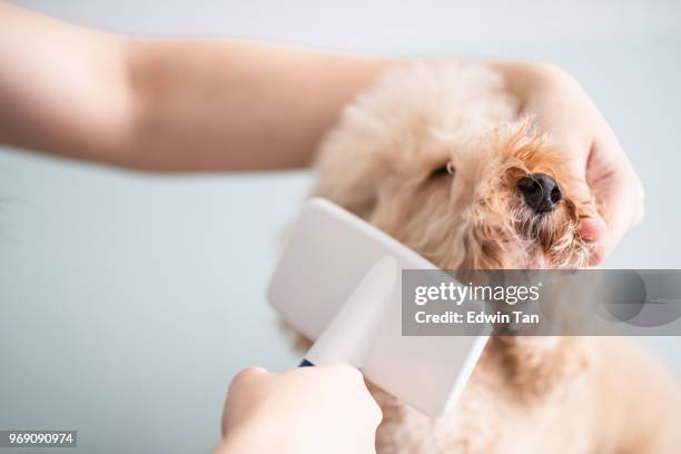 asian chinese female pet groomer with apron grooming a brown color toy poodle dog - puppy eyes stock pictures, royalty-free photos & images