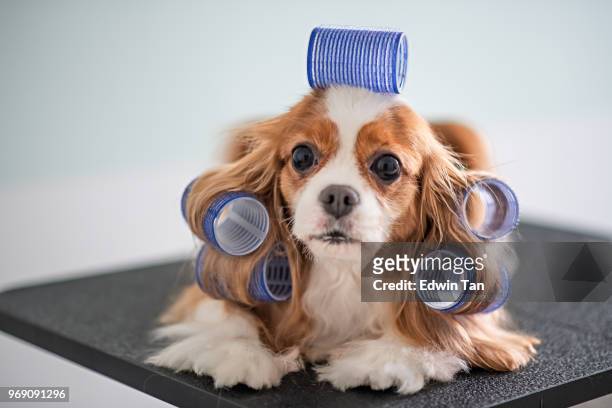 cavalier king charles spaniel dog grooming session - funny animals stock pictures, royalty-free photos & images