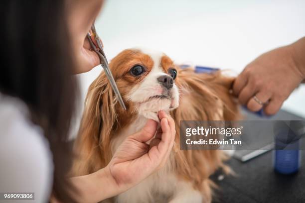 un groomer del perro mujer chino la preparación de un perro cavalier king charles spaniel - hairstyle fotografías e imágenes de stock