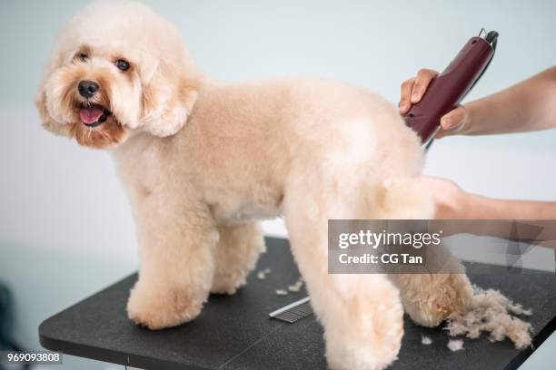 asiático chino femenino mascotas maquinilla con delantal de aseo de un perro de caniche toy de color marrón - caniche de juguete fotografías e imágenes de stock
