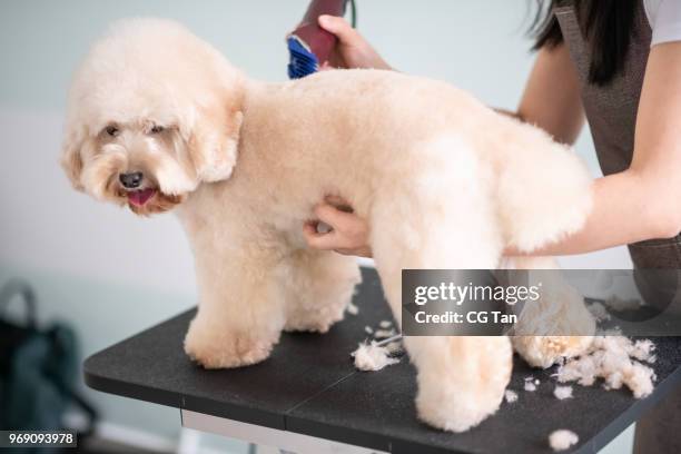 asiático chino femenino mascotas maquinilla con delantal de aseo de un perro de caniche toy de color marrón - caniche de juguete fotografías e imágenes de stock