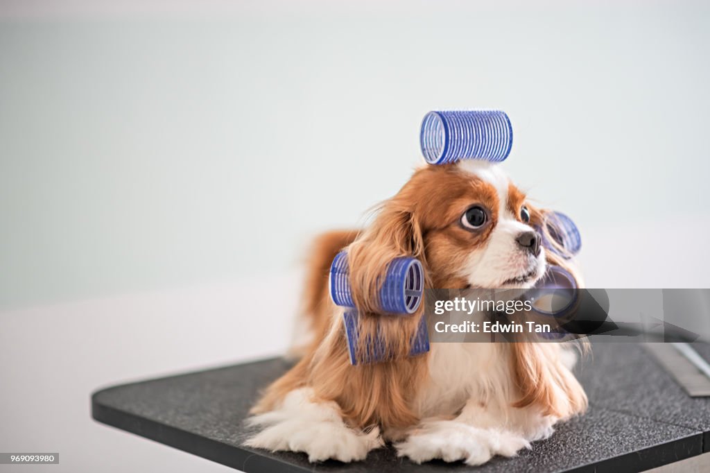 Cavalier King Charles Spaniel dog grooming session